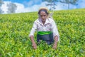 Tamil woman who works at Dambetenna estate breaks tea leaves Royalty Free Stock Photo